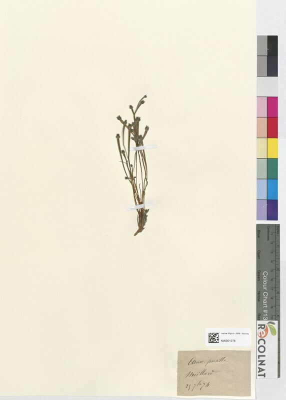 Onoseris pusilla (Asteraceae)