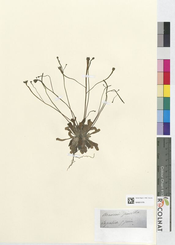 Onoseris pusilla (Asteraceae)