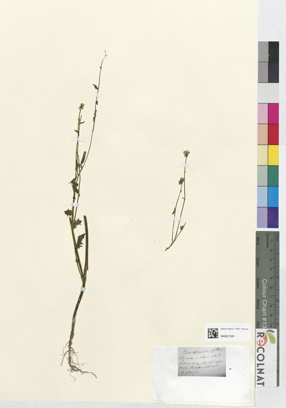 Barkhausia setosa (Asteraceae)