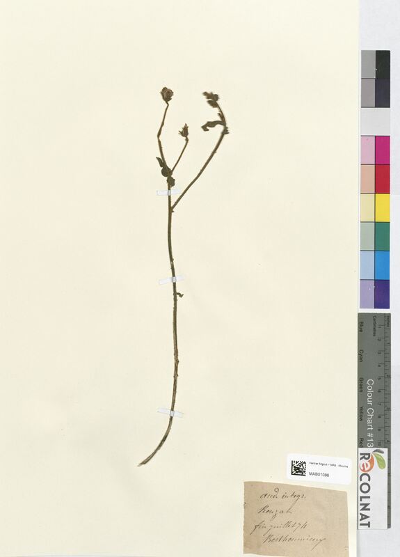 Andryala integrifolia (Asteraceae)