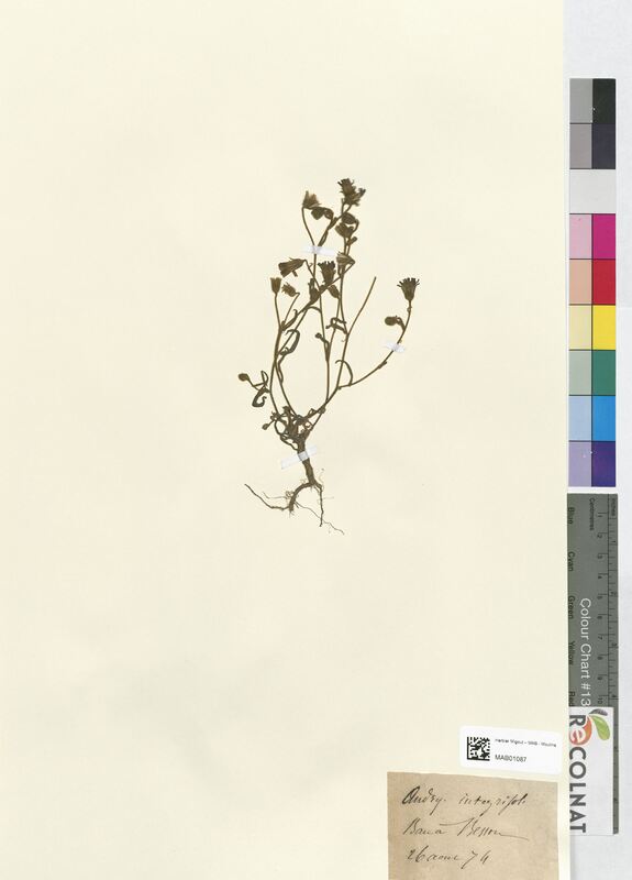 Andryala integrifolia (Asteraceae)