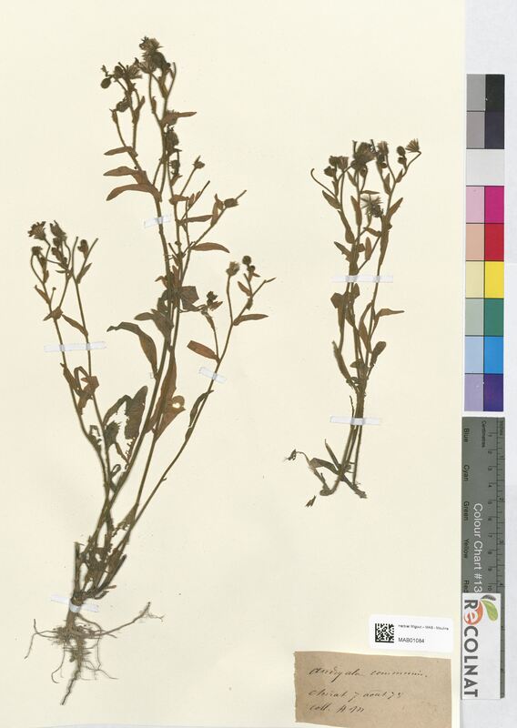 Andryala communis (Asteraceae)