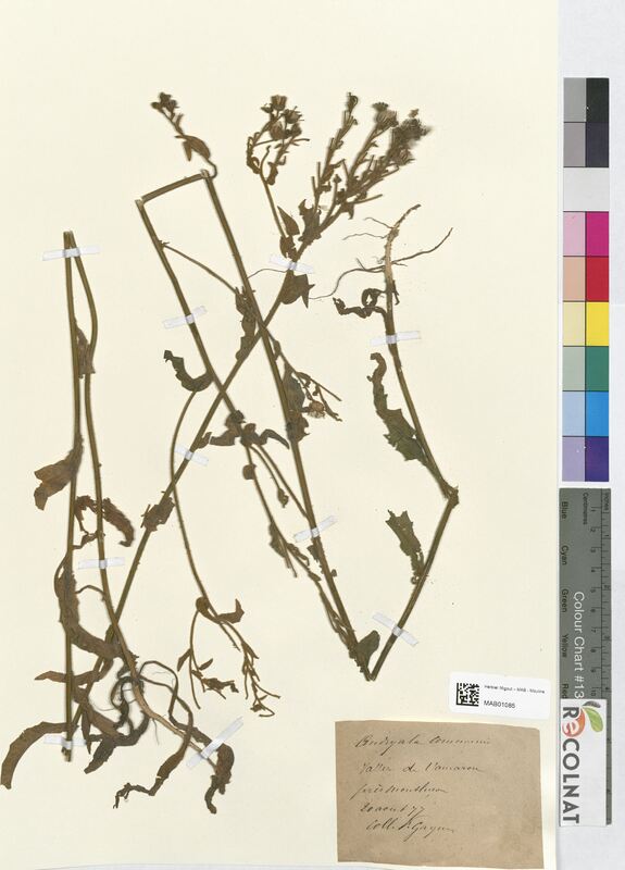 Andryala communis (Asteraceae)