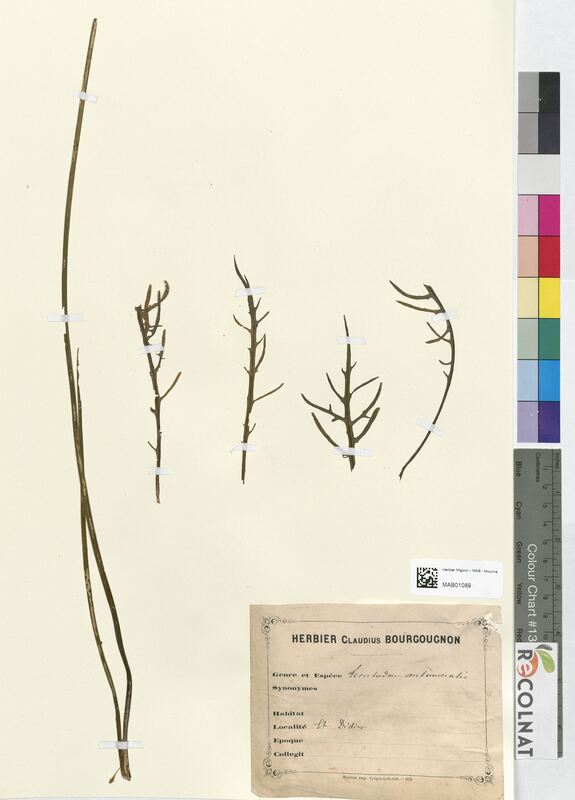 Leontodon autumnalis (Asteraceae)