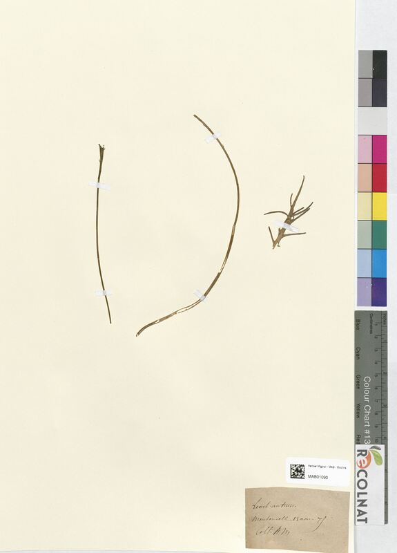 Leontodon autumnalis (Asteraceae)