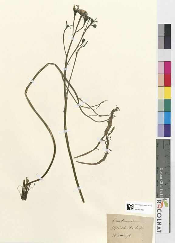 Leontodon autumnalis (Asteraceae)