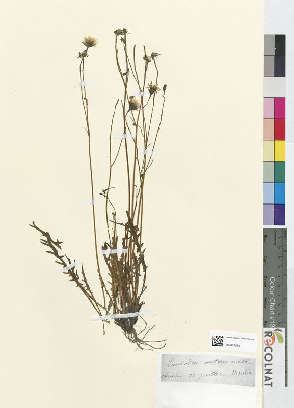 Leontodon autumnalis (Asteraceae)