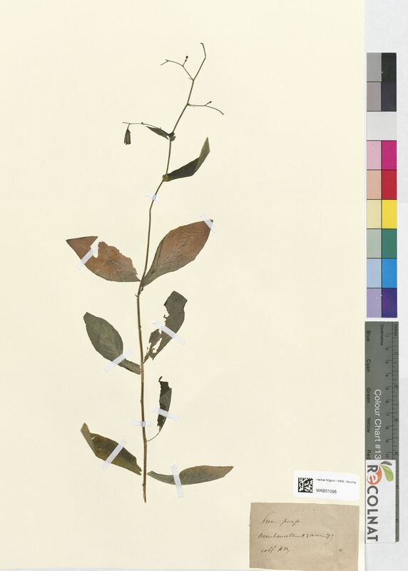 Prenanthes purpurea (Asteraceae)