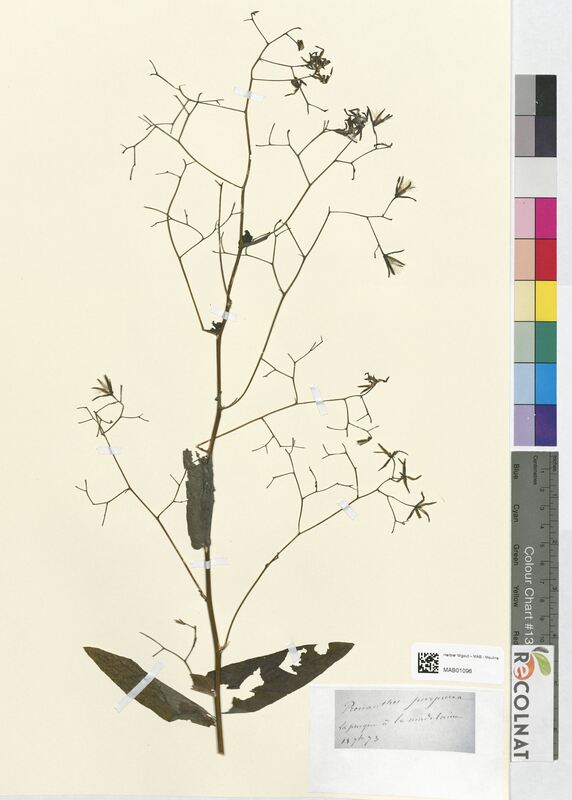 Prenanthes purpurea (Asteraceae)