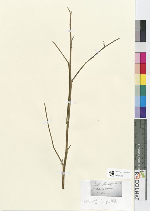 Picris hieracioides (Asteraceae)