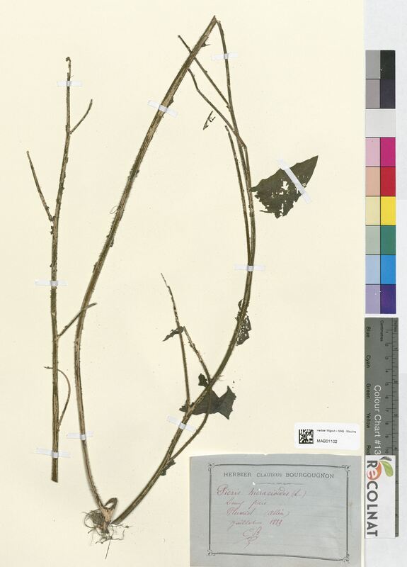 Picris hieracioides (Asteraceae)