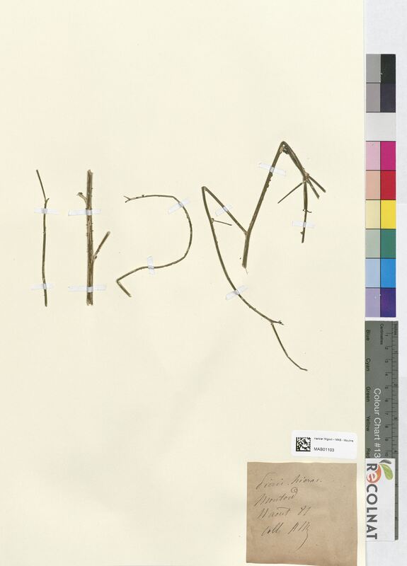 Picris hieracioides (Asteraceae)