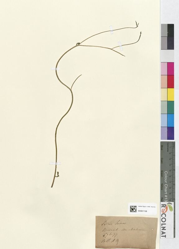 Picris hieracioides (Asteraceae)