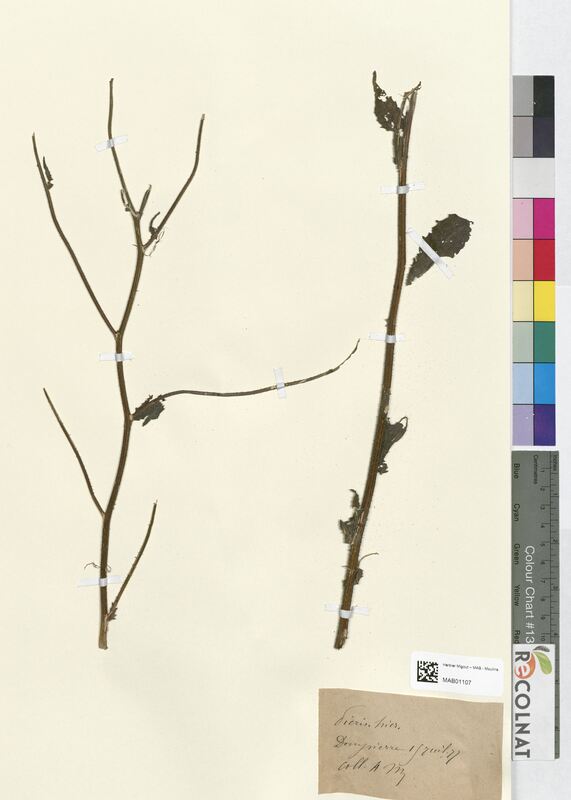 Picris hieracioides (Asteraceae)