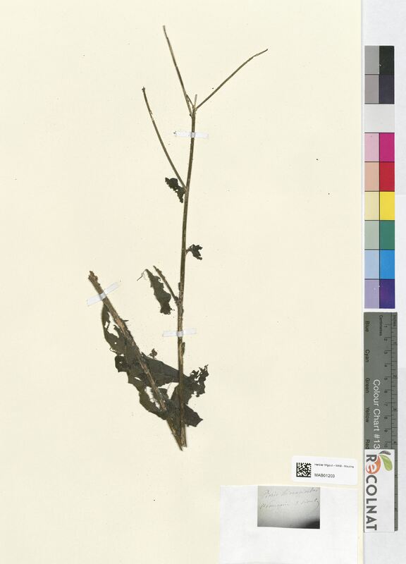 Picris hieracioides (Asteraceae)