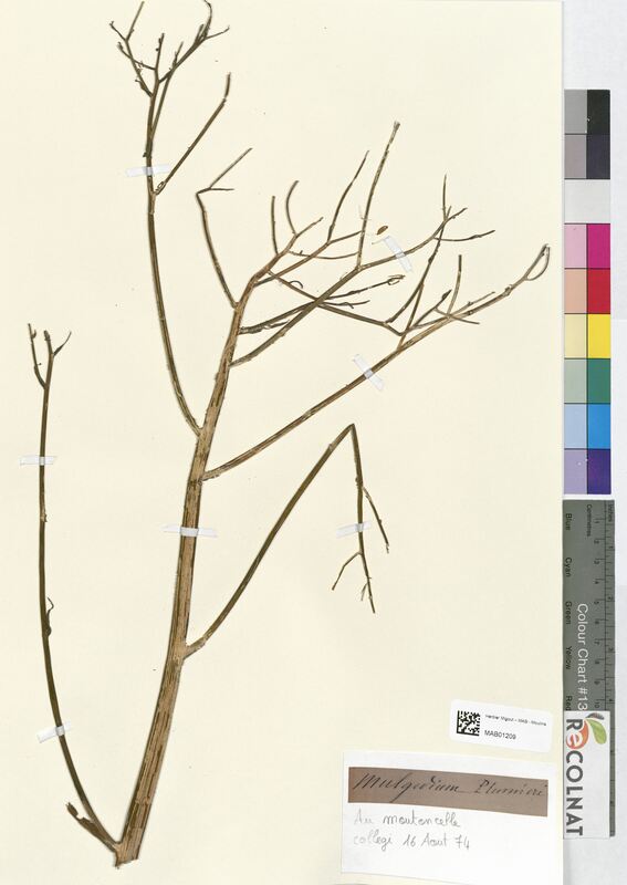 Mulgedium plumieri (Asteraceae)