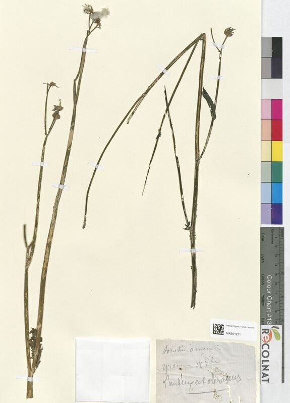 Sonchus arvensis (Asteraceae)
