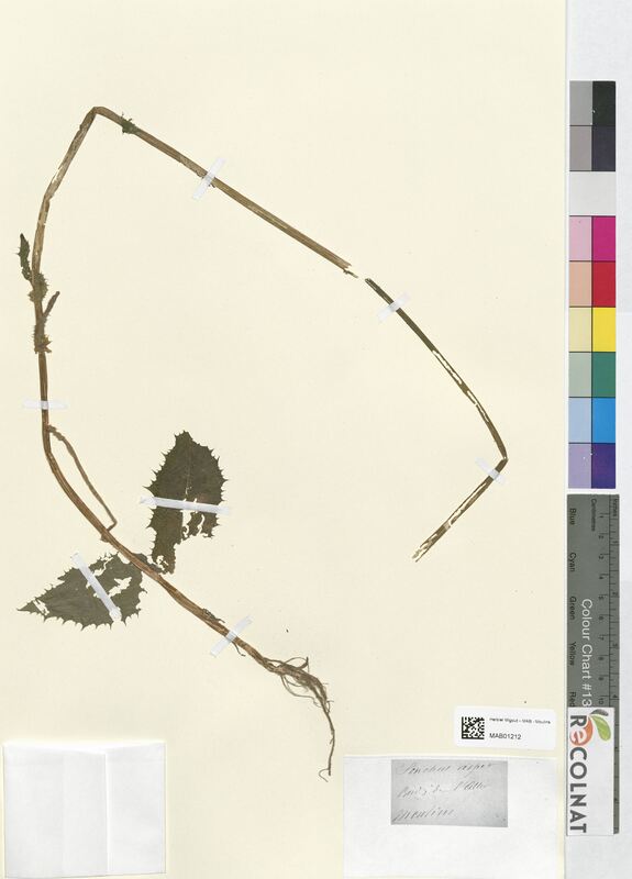 Sonchus asper (Asteraceae)