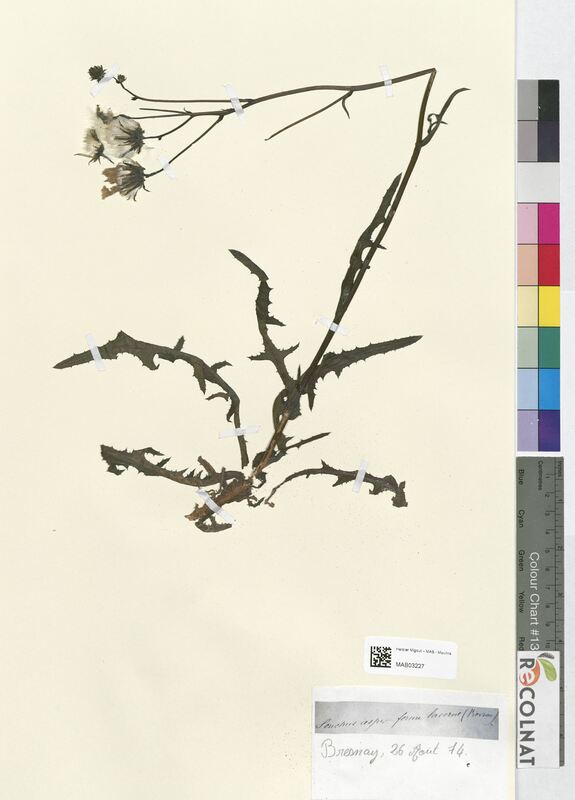 Sonchus asper (Asteraceae)