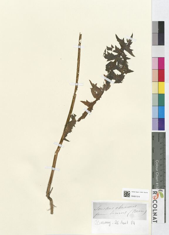 Sonchus oleraceus (Asteraceae)