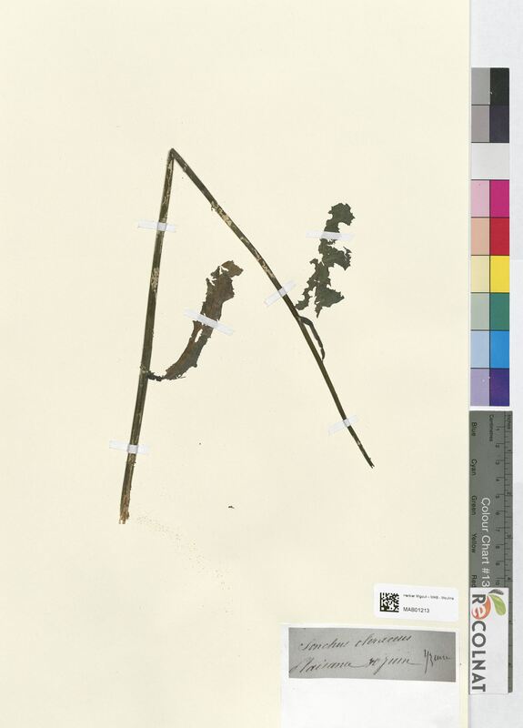 Sonchus oleraceus (Asteraceae)