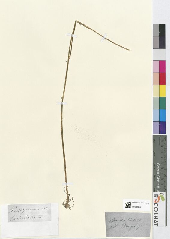 Podospermum laciniatum (Asteraceae)