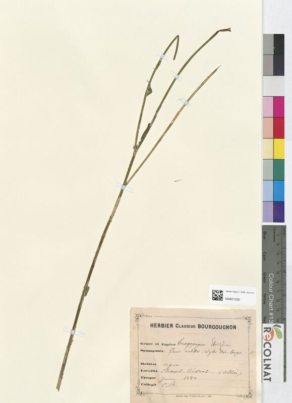 Tragopogon sorrifolium (Asteraceae)