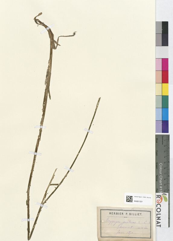 Tragopogon pratensis (Asteraceae)