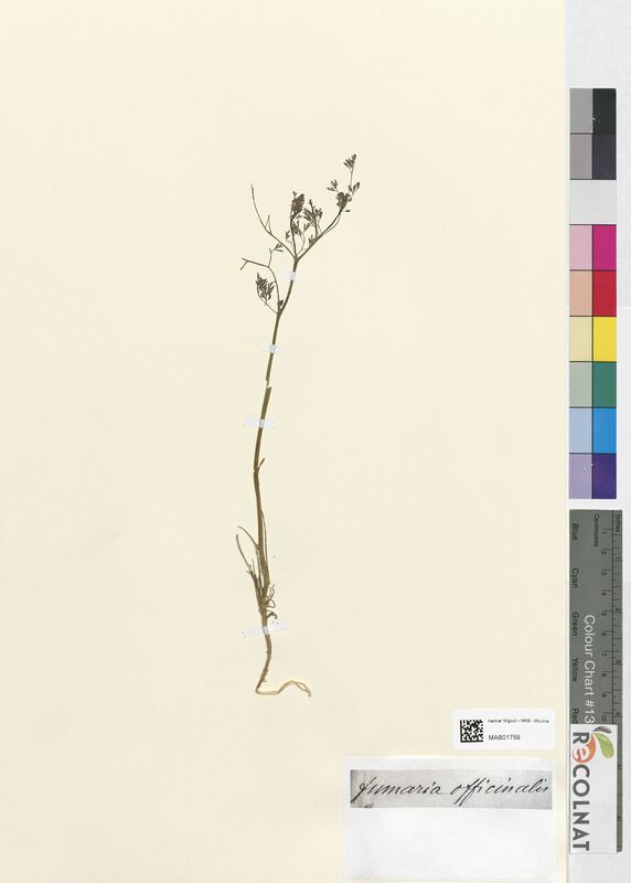 Fumaria officinalis (Papaveraceae)