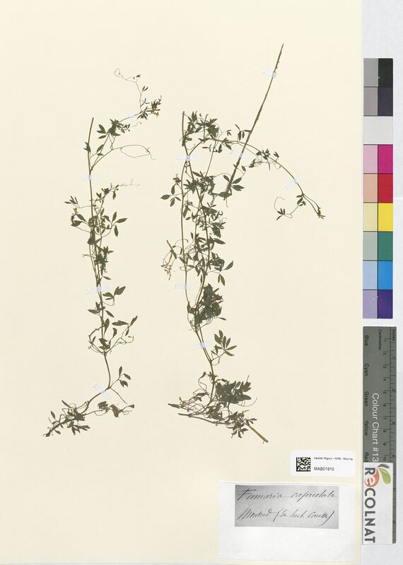 Fumaria capreolata (Papaveraceae)