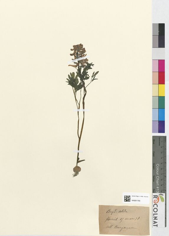 Corydalis solida (Papaveraceae)