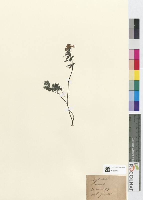 Corydalis solida (Papaveraceae)