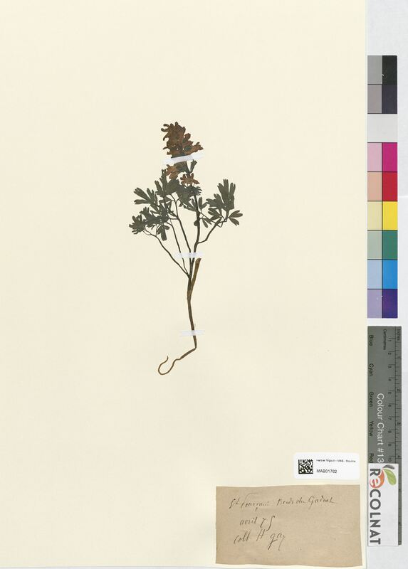 Corydalis solida (Papaveraceae)