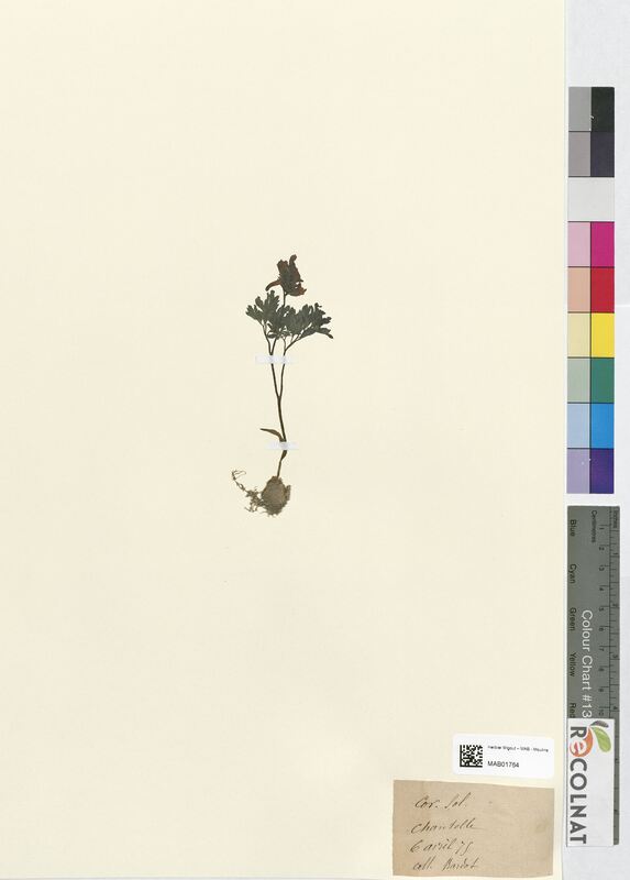 Corydalis solida (Papaveraceae)