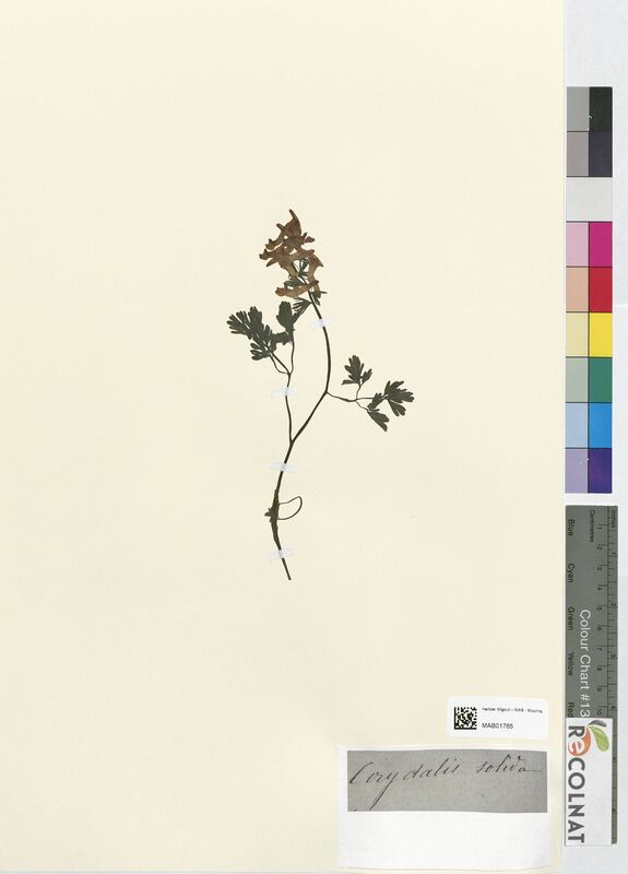 Corydalis solida (Papaveraceae)