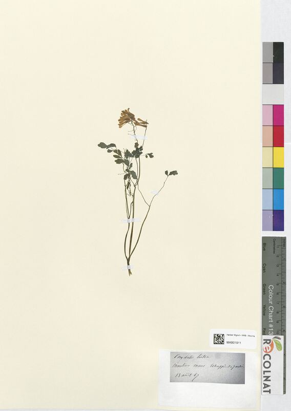 Corydalis lutea (Papaveraceae)