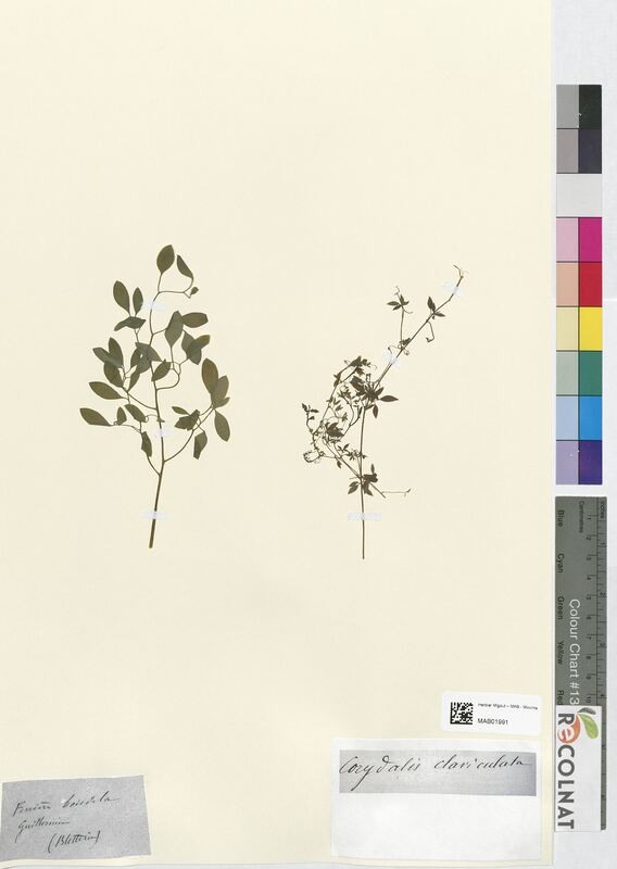 Corydalis claviculata (Papaveraceae)