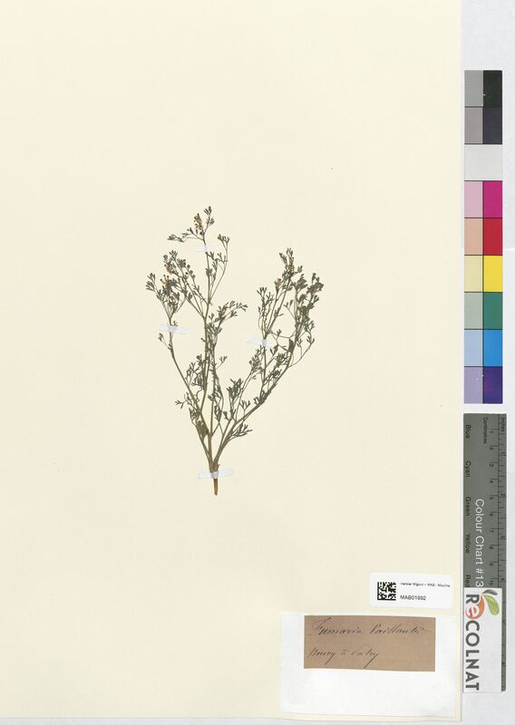 Fumaria vaillantii (Papaveraceae)