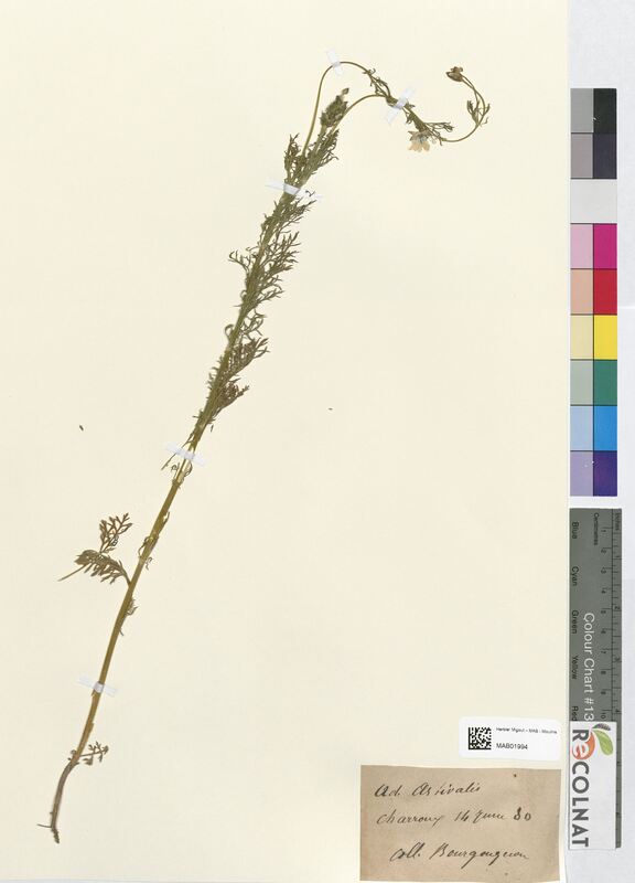 Adonis aestivalis (Ranunculaceae)