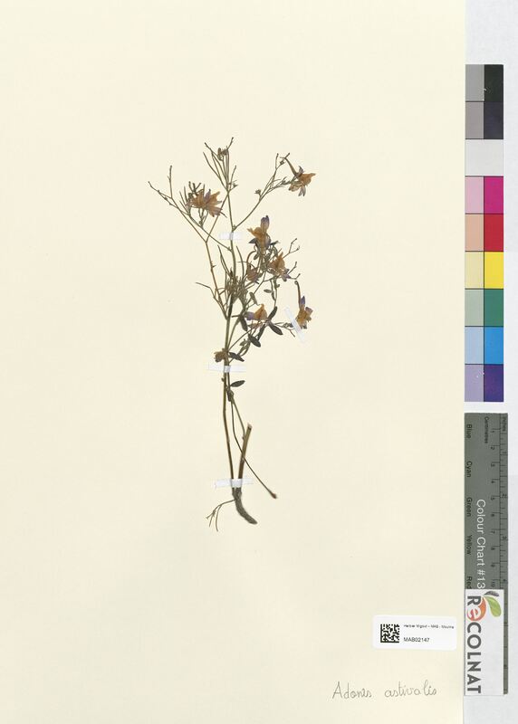 Adonis aestivalis (Ranunculaceae)