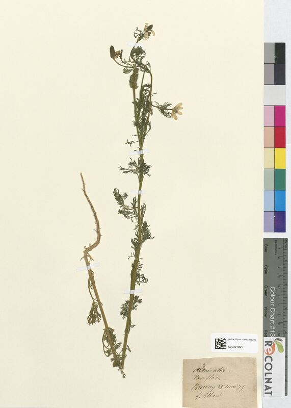 Adonis aestivalis (Ranunculaceae)