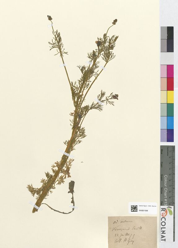 Adonis autumnalis (Ranunculaceae)