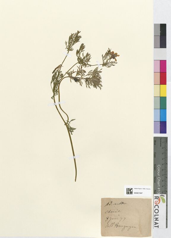 Adonis autumnalis (Ranunculaceae)