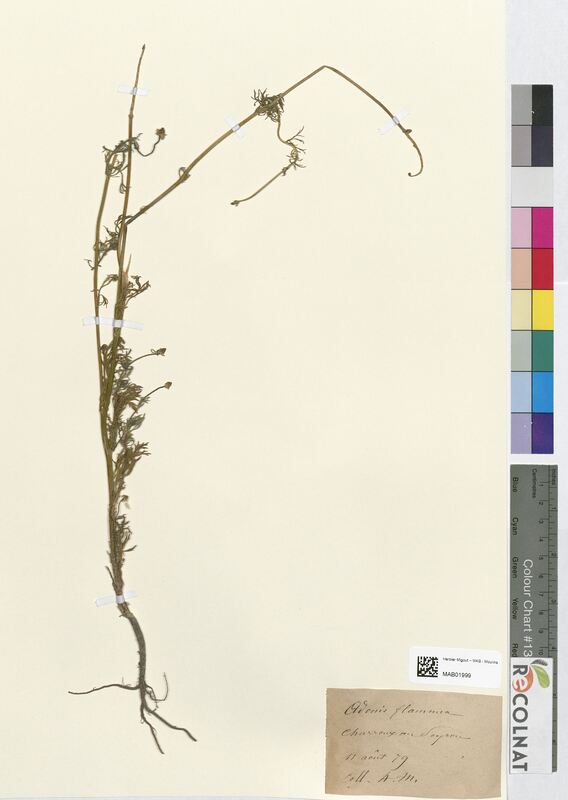 Adonis flamula (Ranunculaceae)