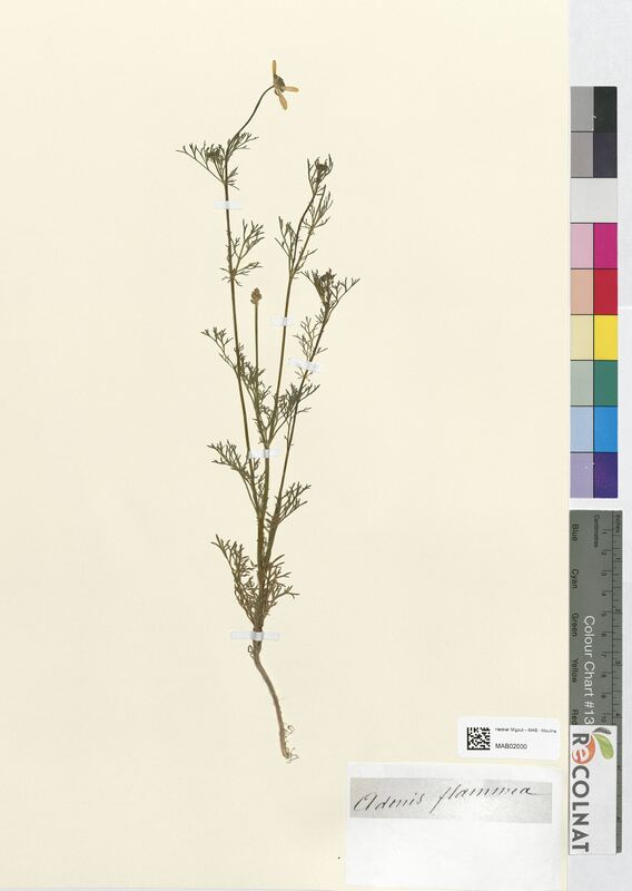 Adonis flamula (Ranunculaceae)