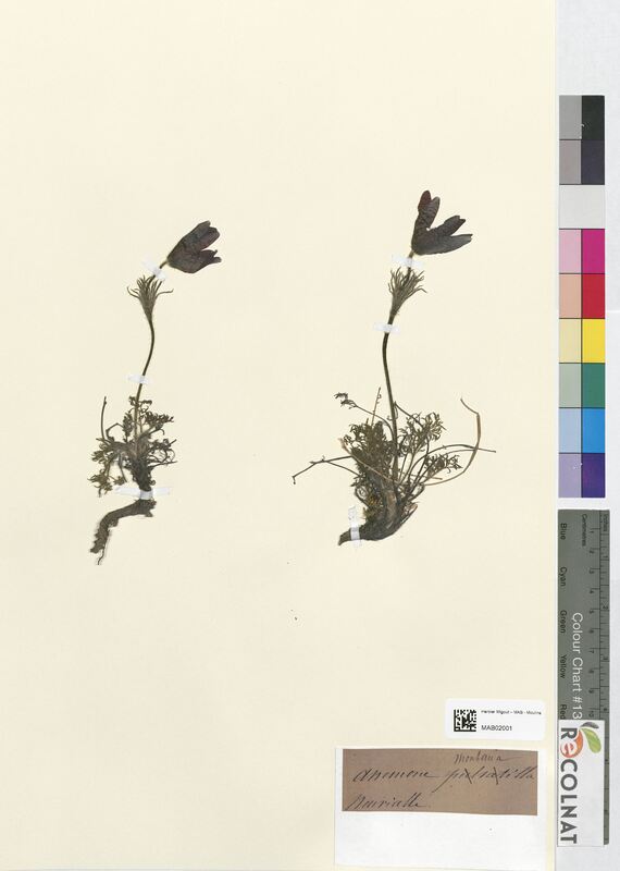 Anemone montana (Ranunculaceae)