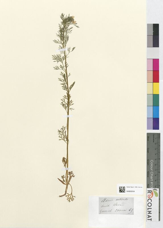 Adonis aestivalis (Ranunculaceae)