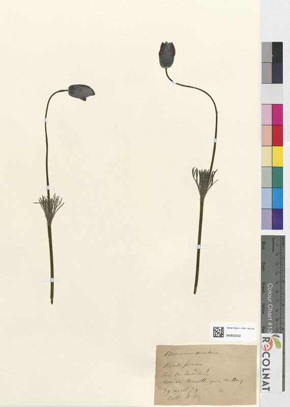 Anemone montana (Ranunculaceae)