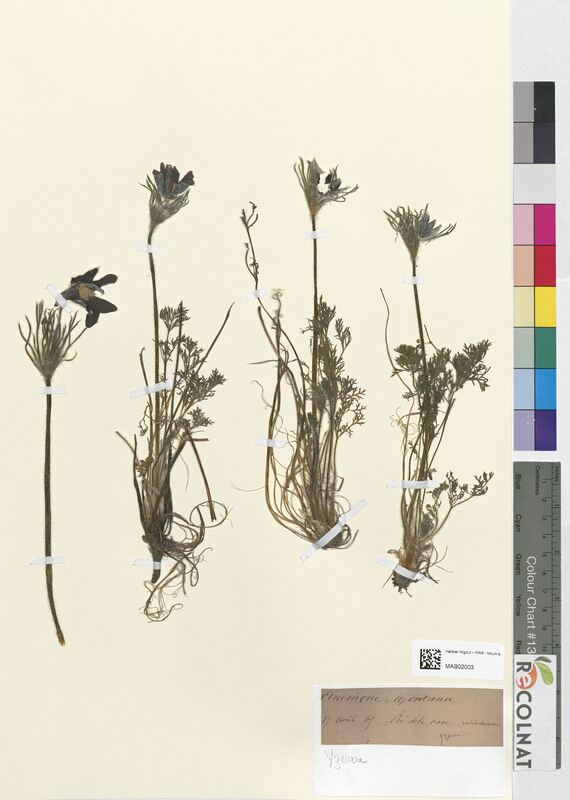 Anemone montana (Ranunculaceae)