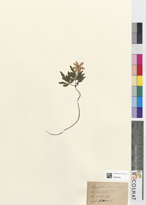 Anemone nemorosa (Ranunculaceae)